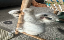 Mixed Breed cats for sale: Scottish fold kittens - Image 9