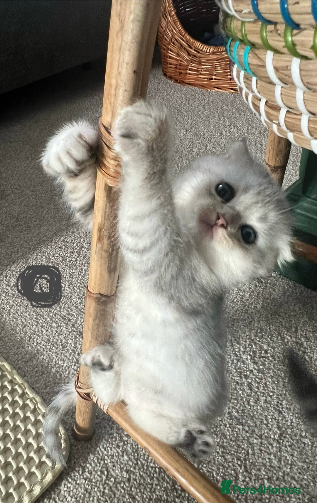 Mixed Breed cats for sale: Scottish fold kittens - Image 9