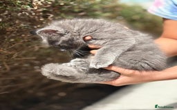 Mixed Breed cats for sale: Gorgeous Solid Grey Fluffy Boy - Image 3