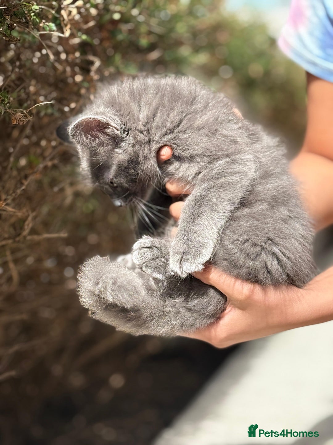 Mixed Breed cats for sale: Gorgeous Solid Grey Fluffy Boy - Image 3