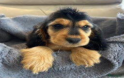 Cocker Spaniel dogs for sale: Reduced last 2 ‼️ £950 Kc reg show cocker puppies  - Image 14