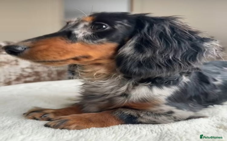 Miniature Dachshund dogs in Romford - Advert 3