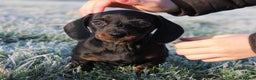 Miniature Dachshund dogs for sale: Stunning Miniature Dachshund Puppies - Advert 2
