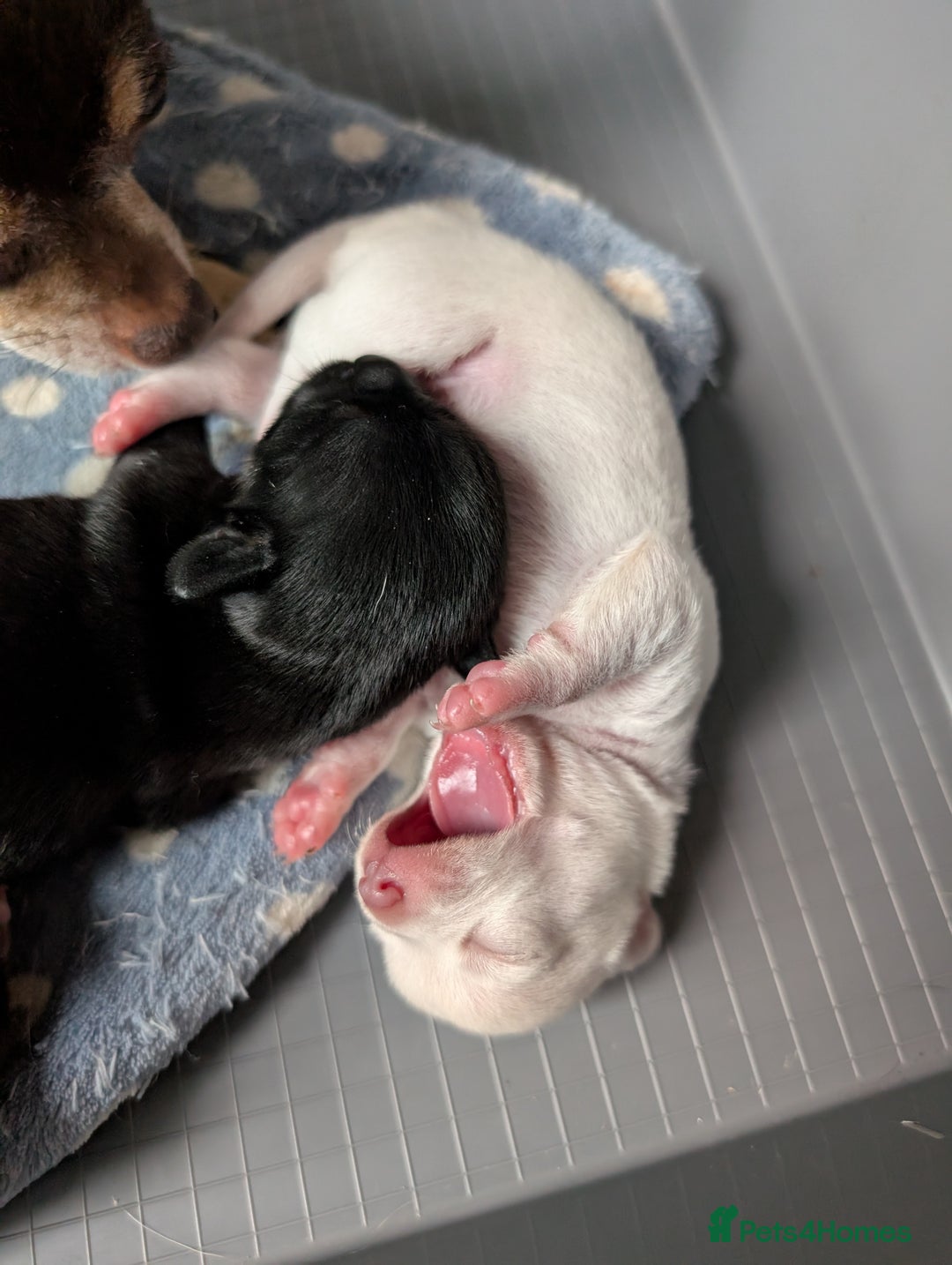 Chihuahua dogs for sale: 🐾 Adorable Chihuahua Puppies for Sale 🐾 - Image 9