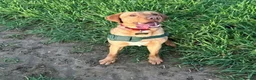 Labrador Retriever dogs for sale: Labrador retriever Apollo in Gillingham - Advert 1