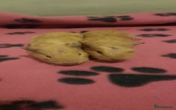 Guinea Pig rodents for sale: Skinnys Werewolfs & Lakelands Available Ready Now - Image 13