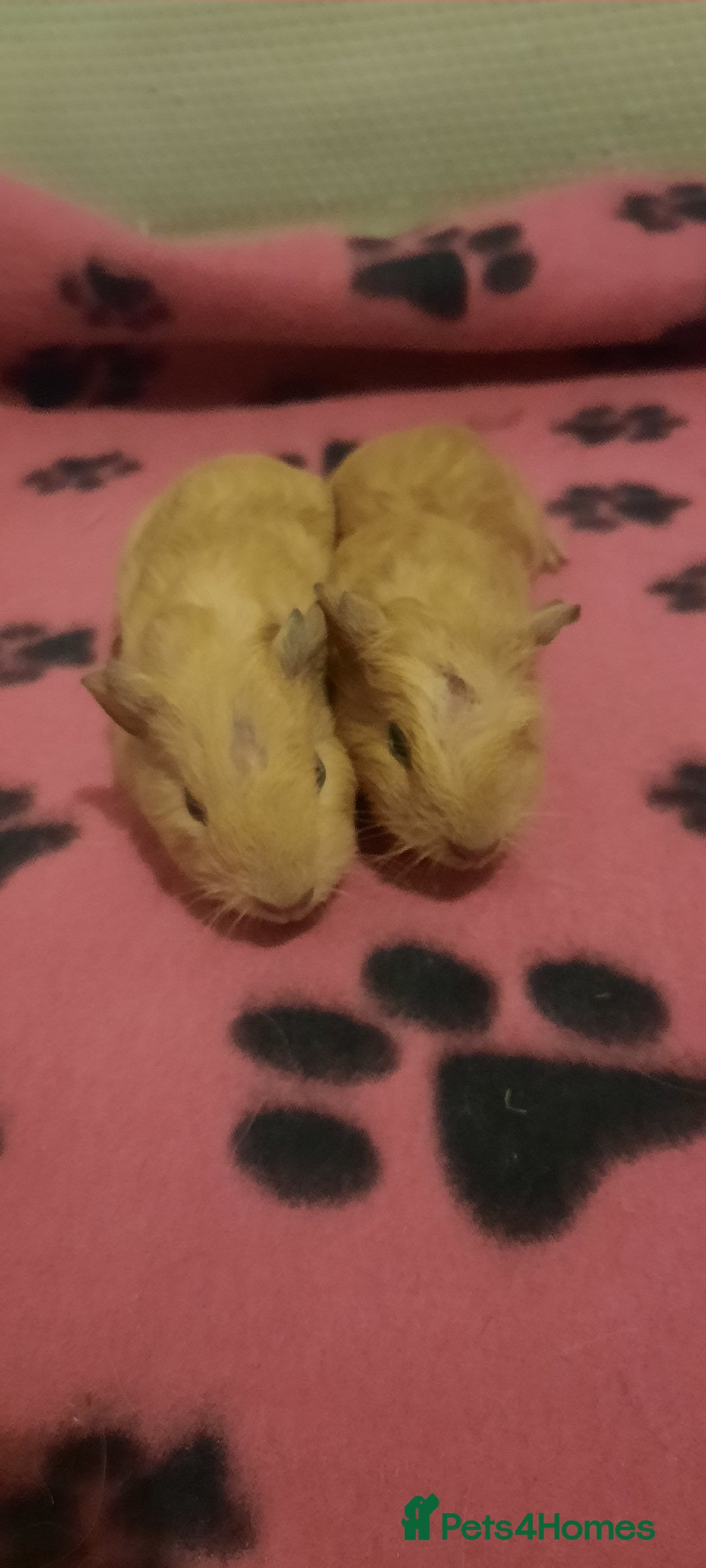 Guinea Pig rodents for sale: Skinnys Werewolfs & Lakelands Available Ready Now - Image 13