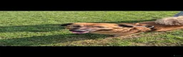 Mixed Breed dogs for sale: Bailey - Advert 11