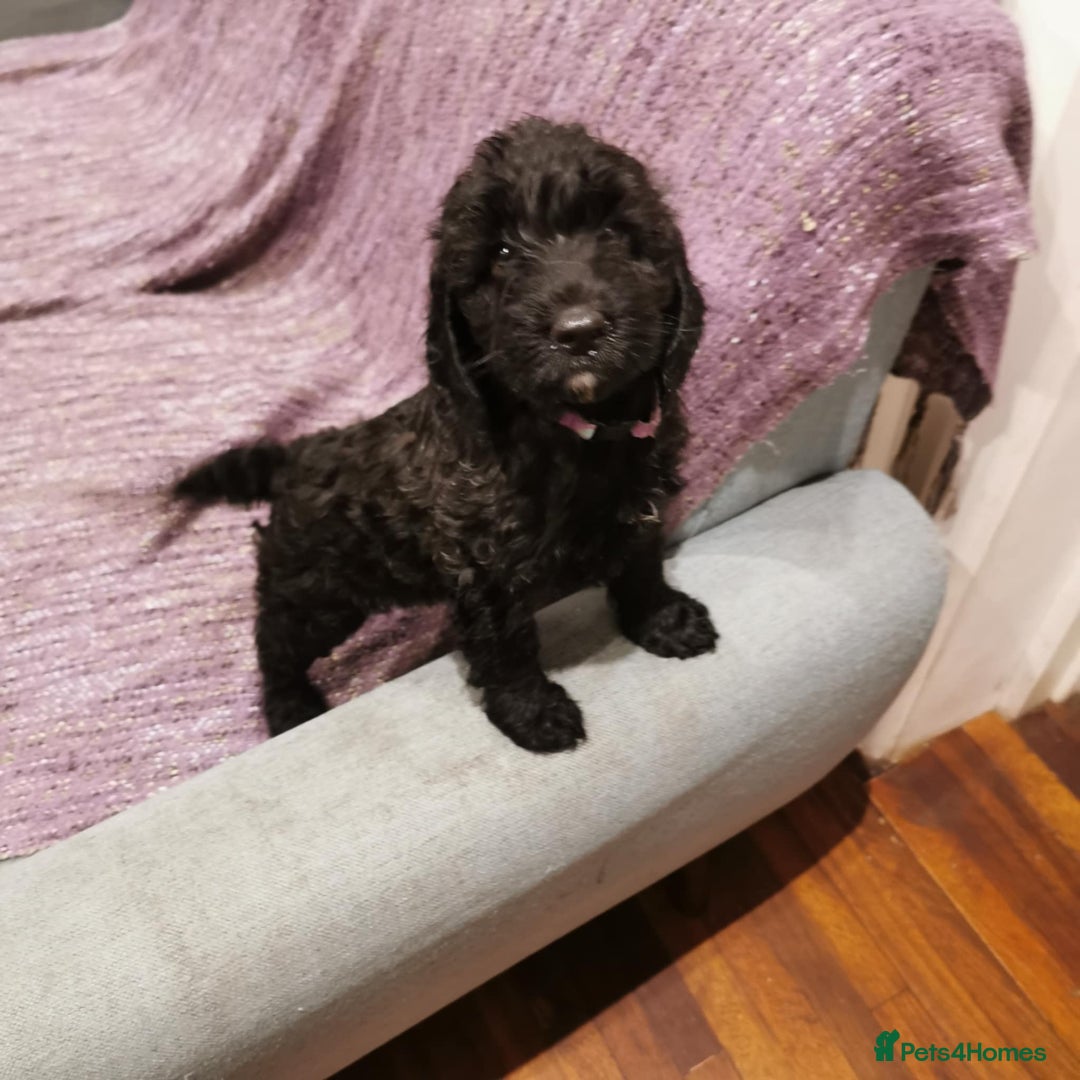 Cockapoo dogs for sale: COCKAPOO PUPPIES FOR SALE ready now  - Image 28