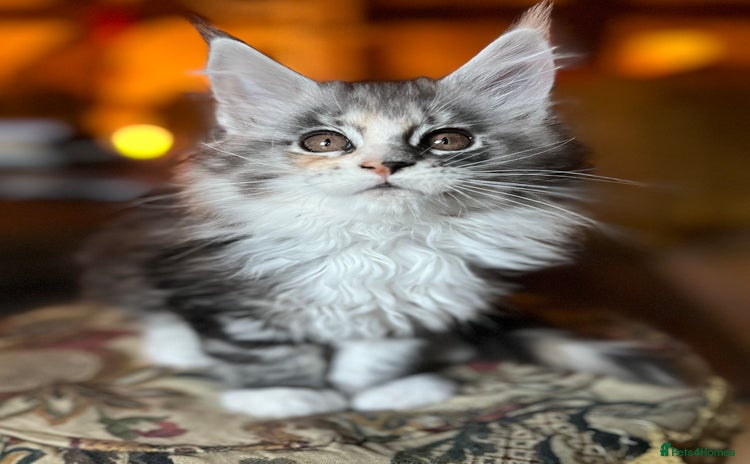 Maine Coon cats - Advert 13