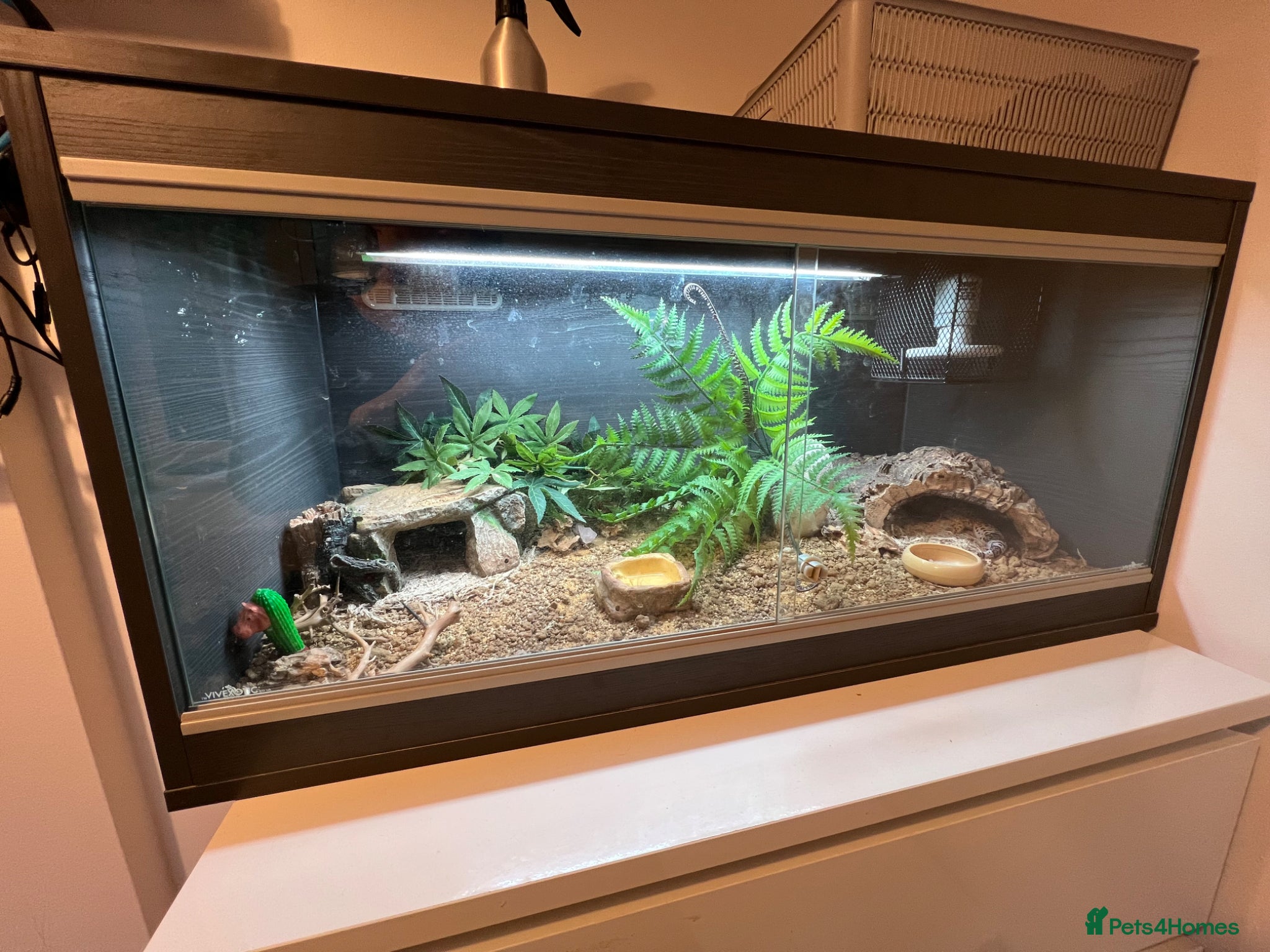 Leopard Gecko reptiles for sale: Female Leopard Gecko with Complete Vivarium Setup in Southampton - Advert 2