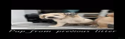 Goldador dogs for sale: GOLDADORABLES 💕 - Advert 11