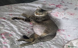 Mixed Breed cats for sale: One male kitten - Image 4
