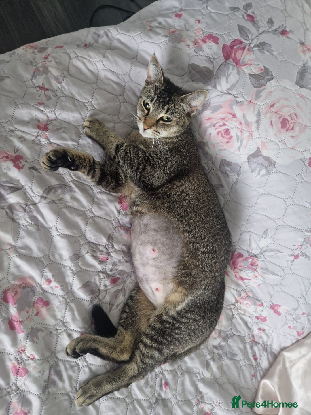Mixed Breed cats for sale: One male kitten - Image 4