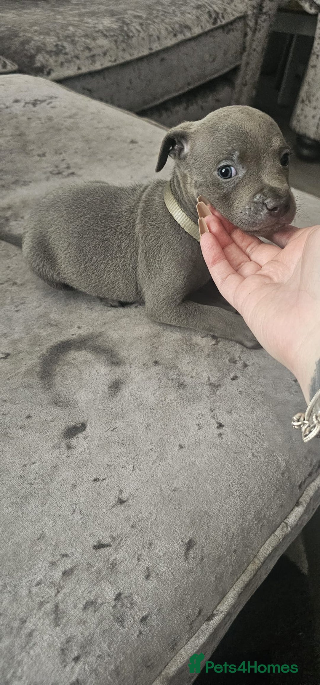 Staffordshire Bull Terrier dogs for sale: Staffordshire Bull Terrier Puppies for Sale - Image 14