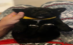 Goldador dogs for sale: Goldador x Labrottie Miniature Puppies for Sale - Advert 16