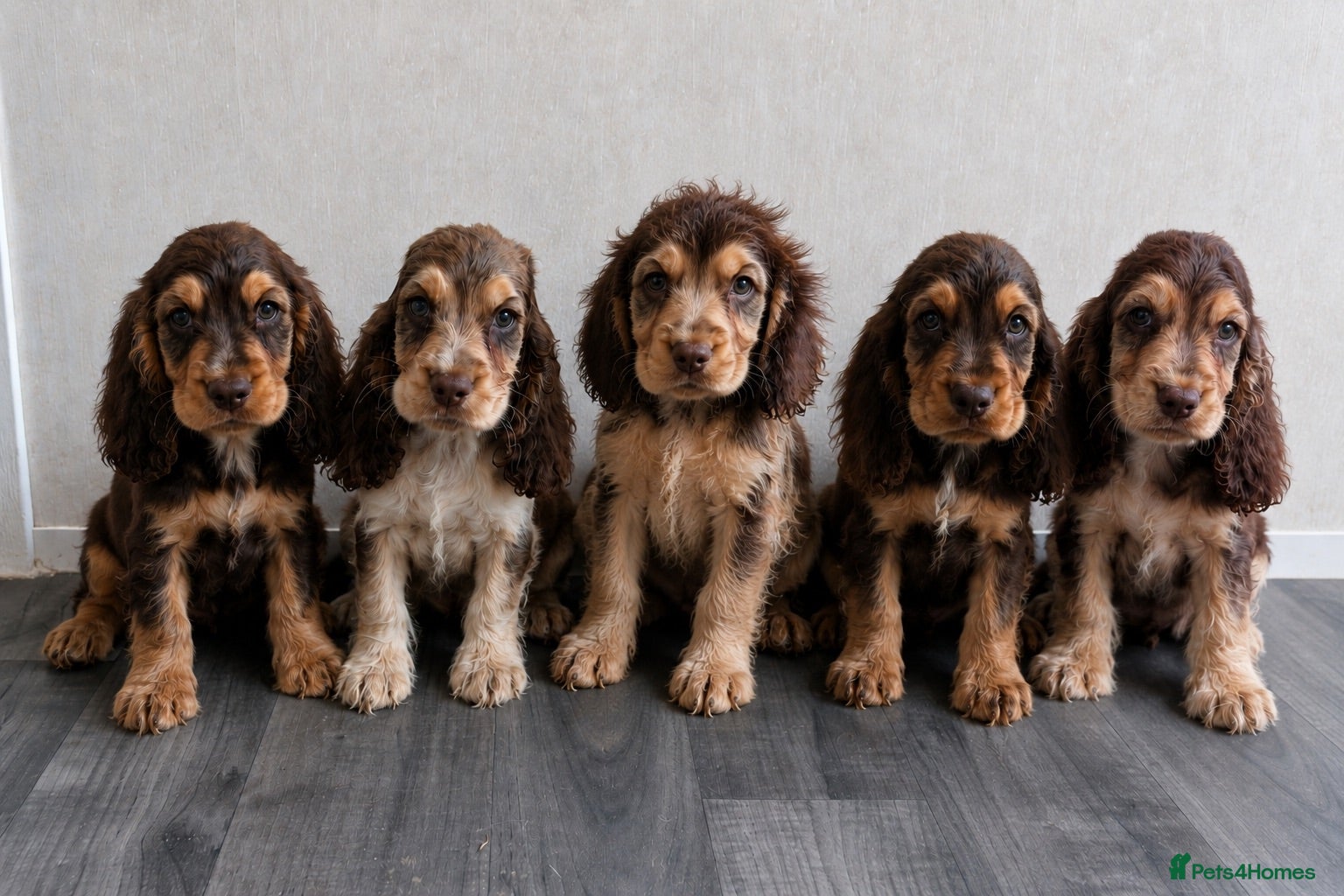 Cocker Spaniel dogs 🐾 Beautiful Show Cocker Spaniel Puppies 🐶  - Advert 1