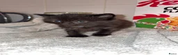 Mixed Breed cats for sale: 2 female kittens - Advert 10