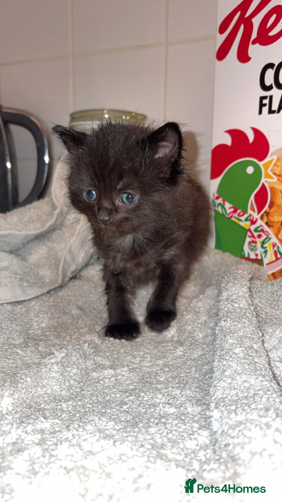 Mixed Breed cats for sale: 2 female kittens - Advert 10