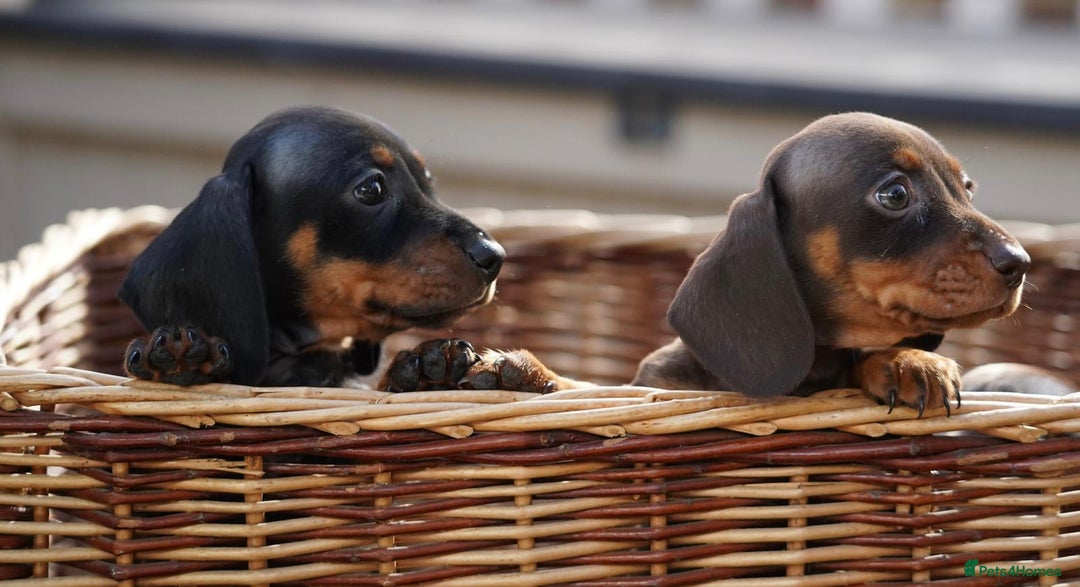 Miniature Dachshund dogs for sale: MINIATURE DACHSHUND PUPPIES PRA CLEAR - Image 6