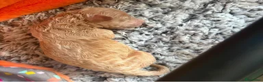 Maltipoo 2