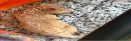 Maltipoo dogs for sale: 🐾 F1b Maltipoo Puppies Available – Bingham 🐾 in Nottingham - Advert 11