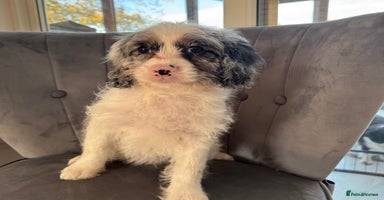 Cavapoo dogs - Advert 7