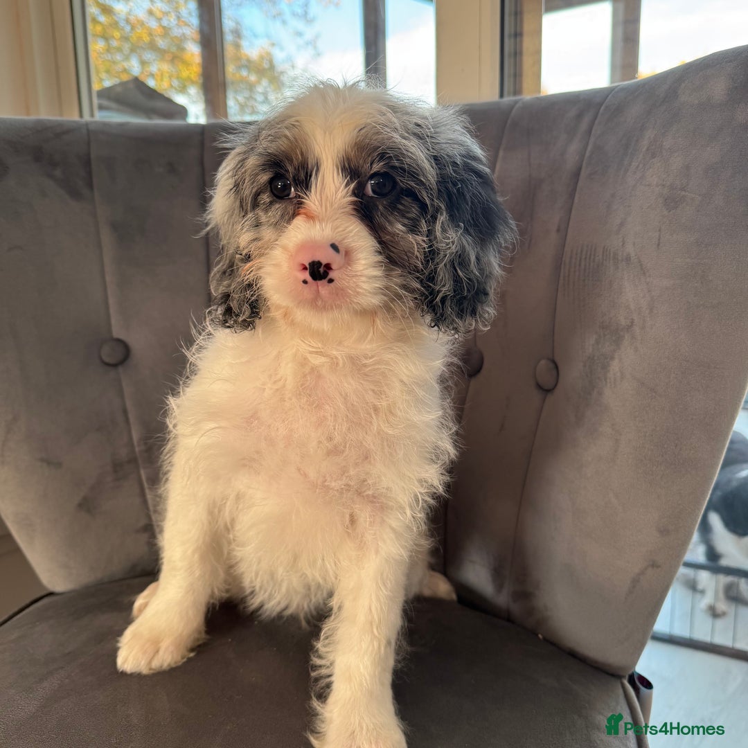 Cavapoo dogs for sale: LAST LITTER OF THESE UNIQUE PUPPIES - Advert 3