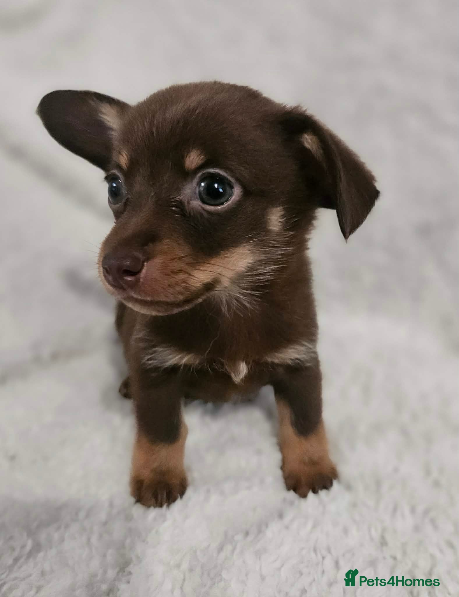 Mixed Breed dogs Dachshund x Pomeranian  - Advert 2