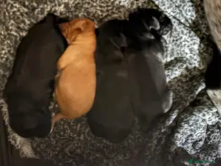 Cocker Spaniel dogs Beautiful working cocker spaniel puppies - Advert 16