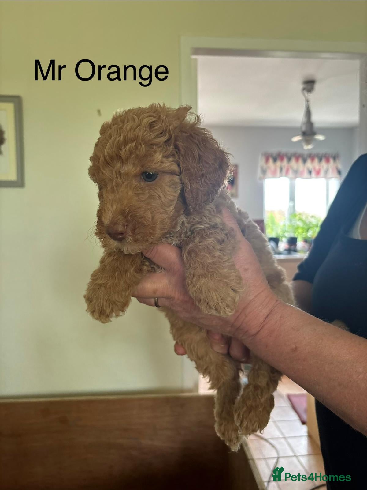 Mixed Breed dogs for sale: Moyen/Miniature Poodle in Gorebridge - Advert 4