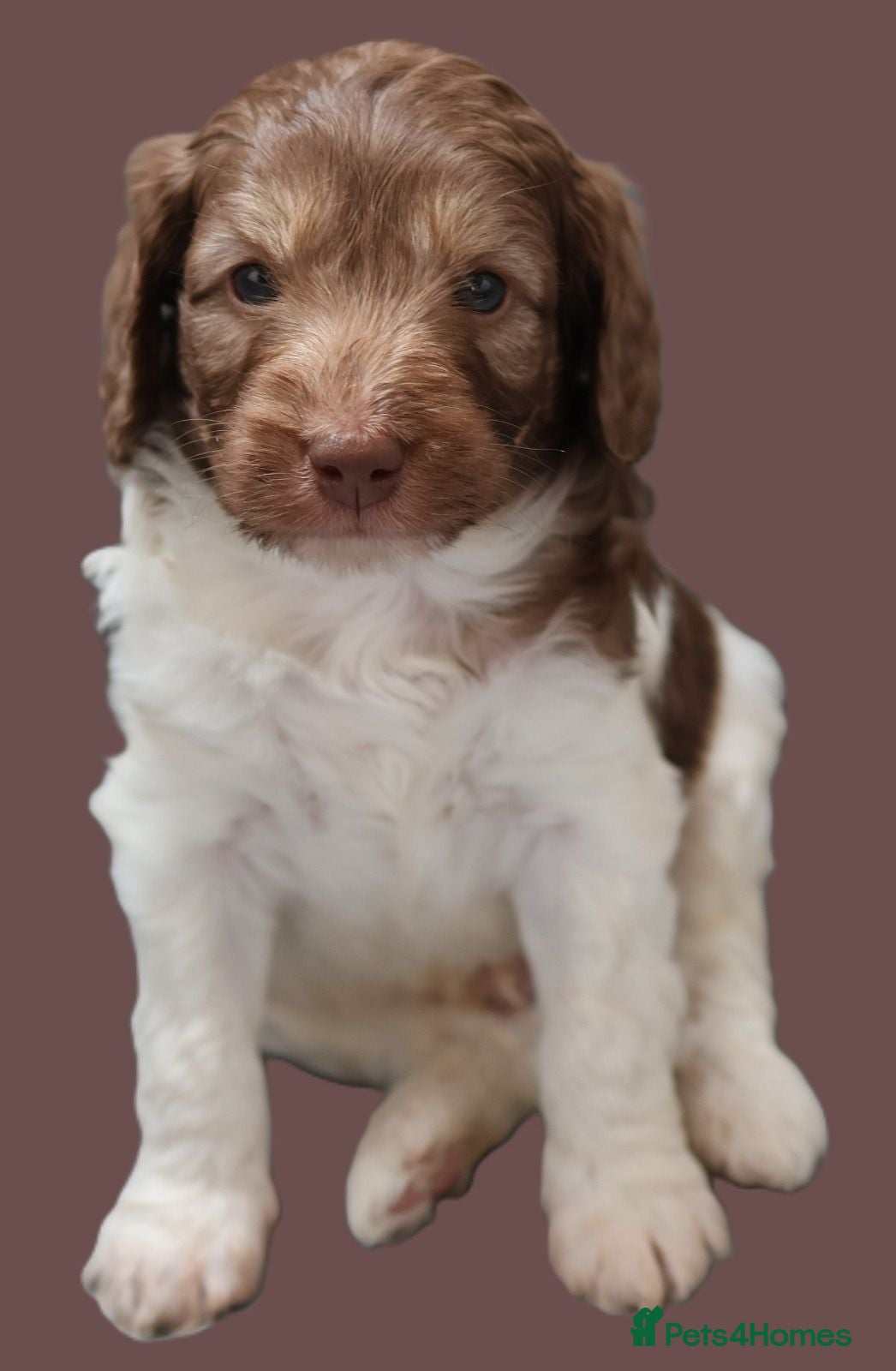 Labradoodle dogs Viewing next weekend 25th, Appointment only  - Advert 1