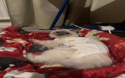 Ragdoll cats for sale: Our Lovely Girl – Looking for a Forever Home - Image 8