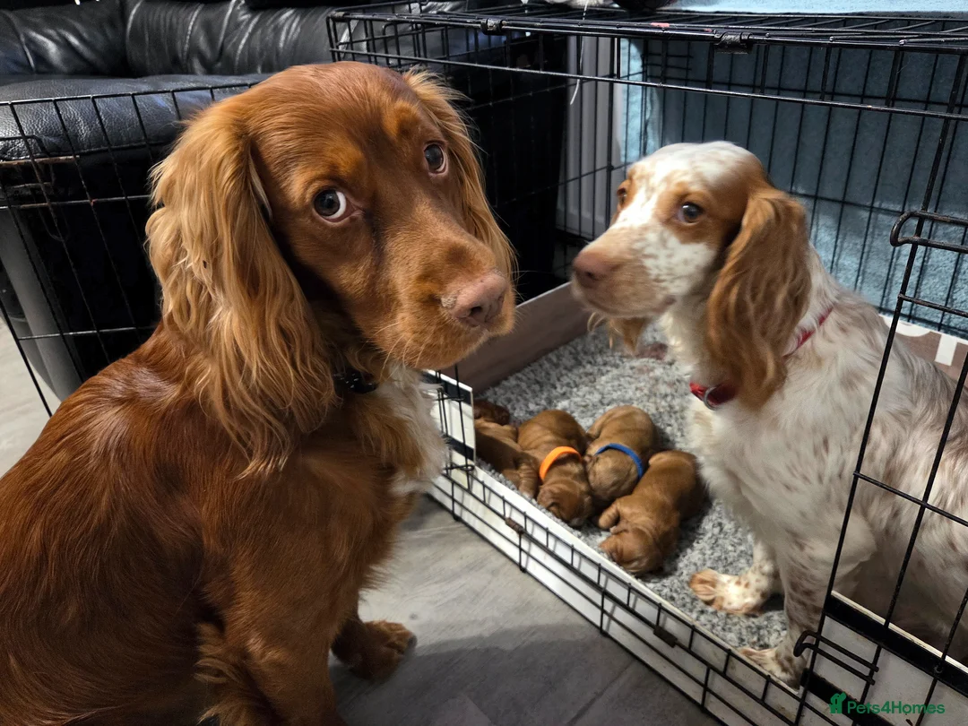 Cocker Spaniel dogs for sale: 6 red cocker spaniel puppies in Bridlington - Advert 8