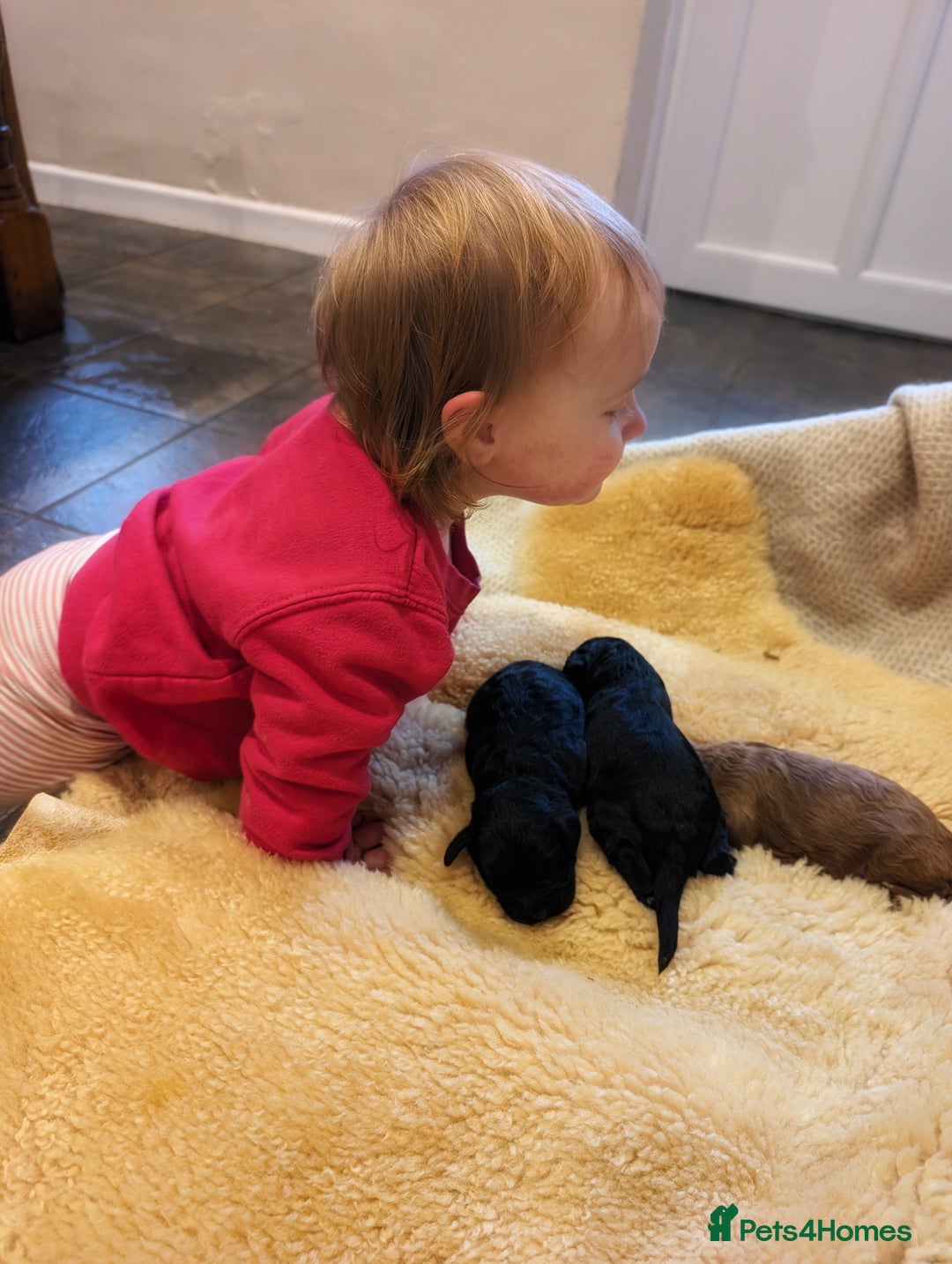 Cavapoo dogs for sale: 3 EXTENSIVELY HEALTH TESTED ADORABLE CAVAPOOS - Advert 7