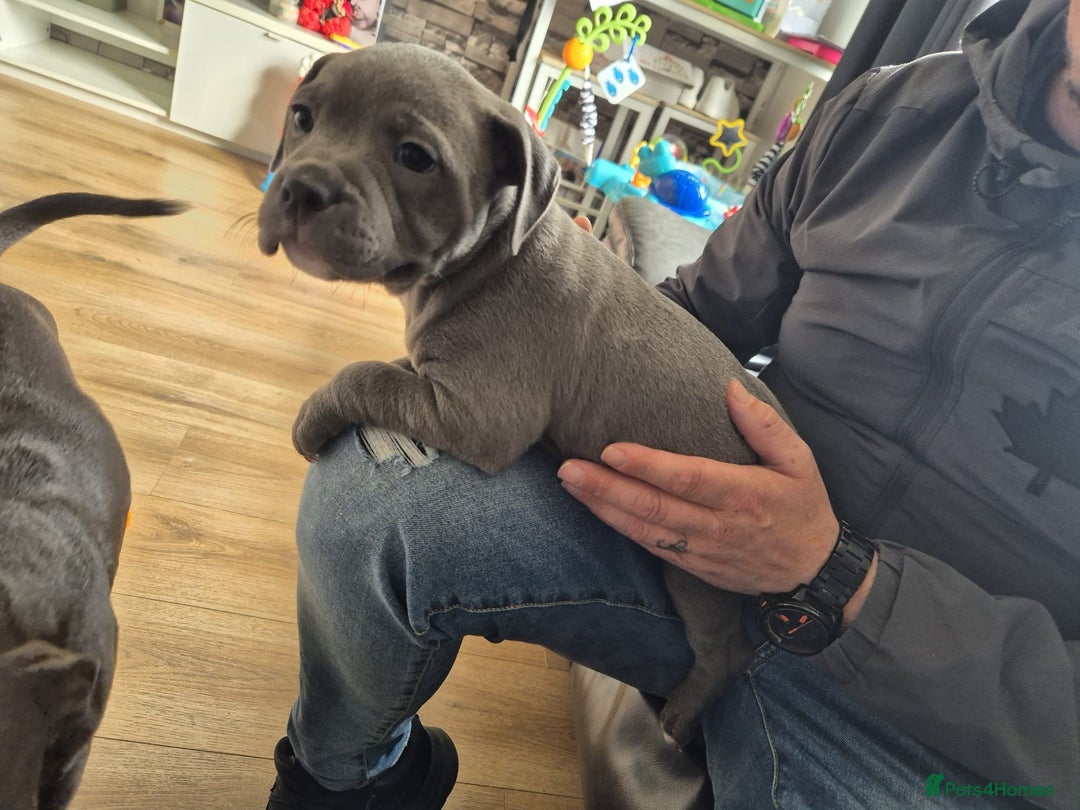 Staffordshire Bull Terrier dogs for sale: KC REG STAFFORDSHIRE BULL TERRIER PUPS - Image 5