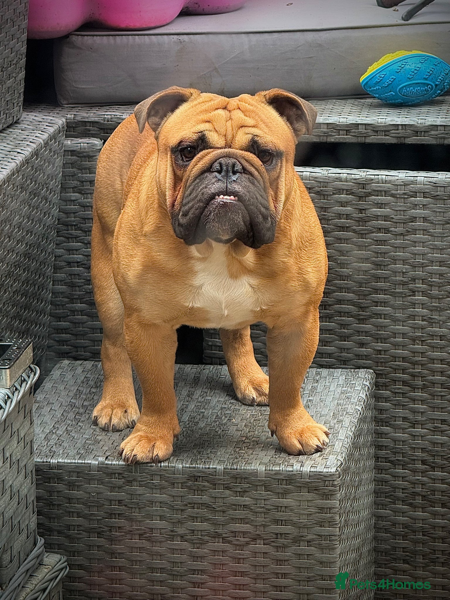 English Bulldog dogs BANKSY BOY - Advert 10