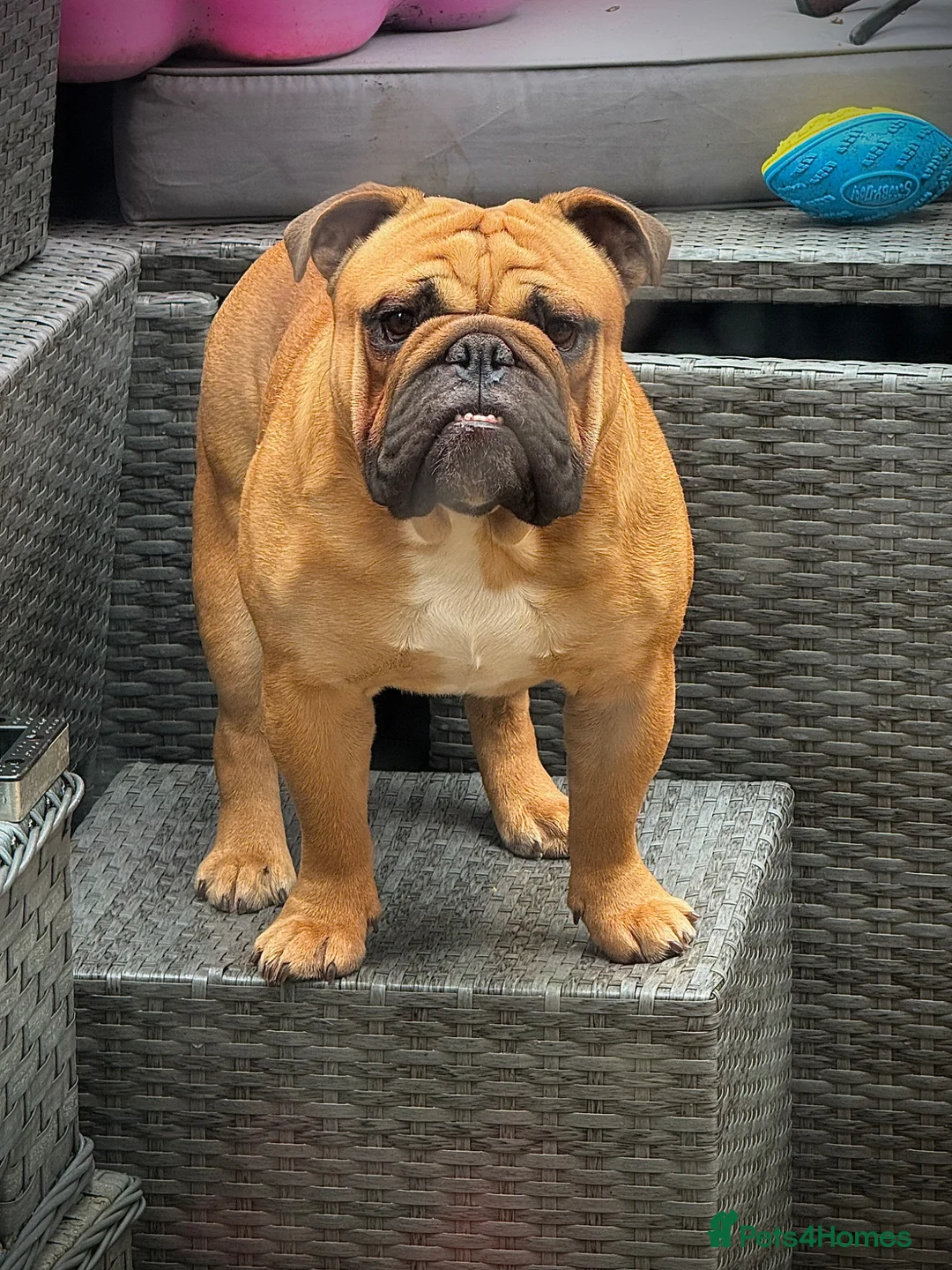 English Bulldog dogs for stud: BANKSY BOY - Advert 1