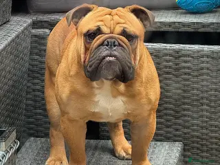 English Bulldog dogs BANKSY BOY - Advert 10