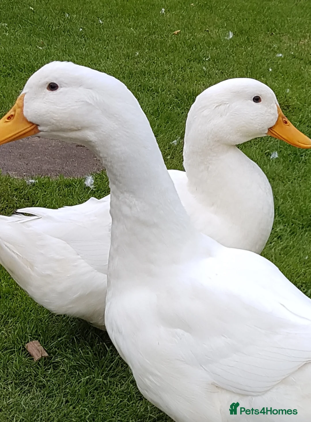 Ducks poultry for sale: Aysbury ducks in Paisley - Advert 1