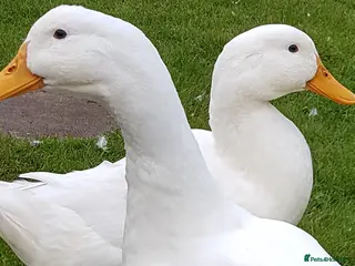 Ducks poultry Aysbury ducks - Advert 2