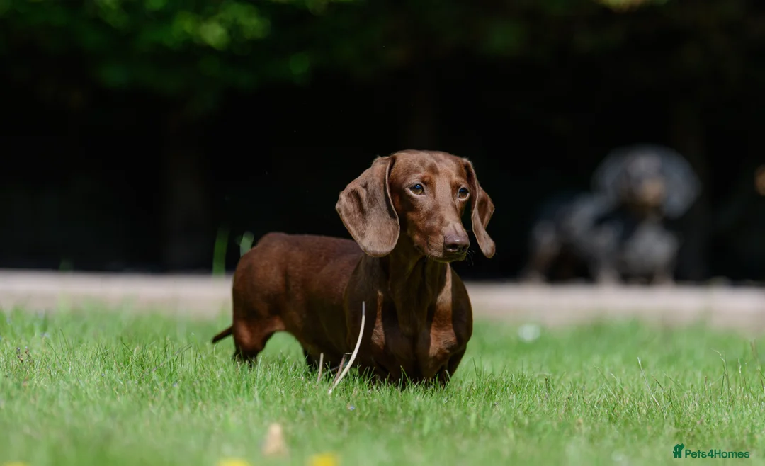 Miniature Dachshund dogs for stud: Miniature Dachshund Stud - Advert 10