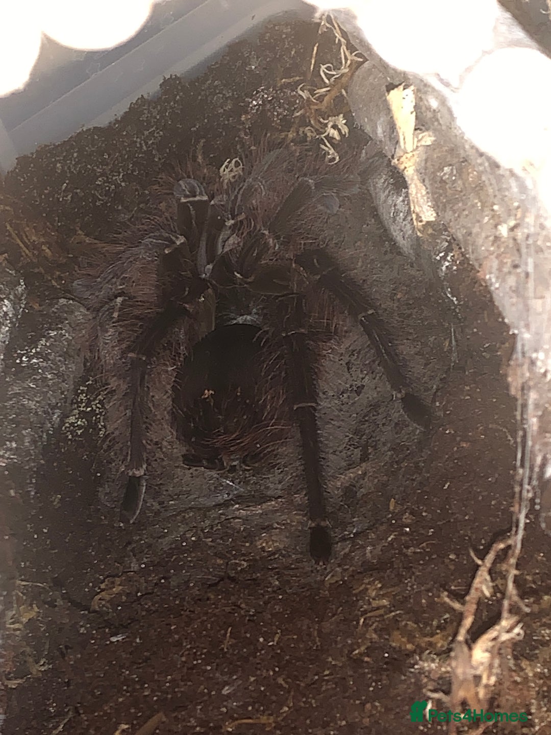 Spiders invertebrates for sale: 🕷️ RARE SPIDERS FOR SALE 🕷️ - Advert 1