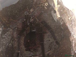 Spiders invertebrates 🕷️ RARE SPIDERS FOR SALE 🕷️ - Advert 1