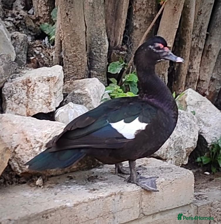 Ducks poultry for sale: Domestic wild muscovy ducklings  - Advert 1