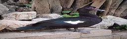Ducks poultry for sale: Domestic wild muscovy ducklings  - Advert 1