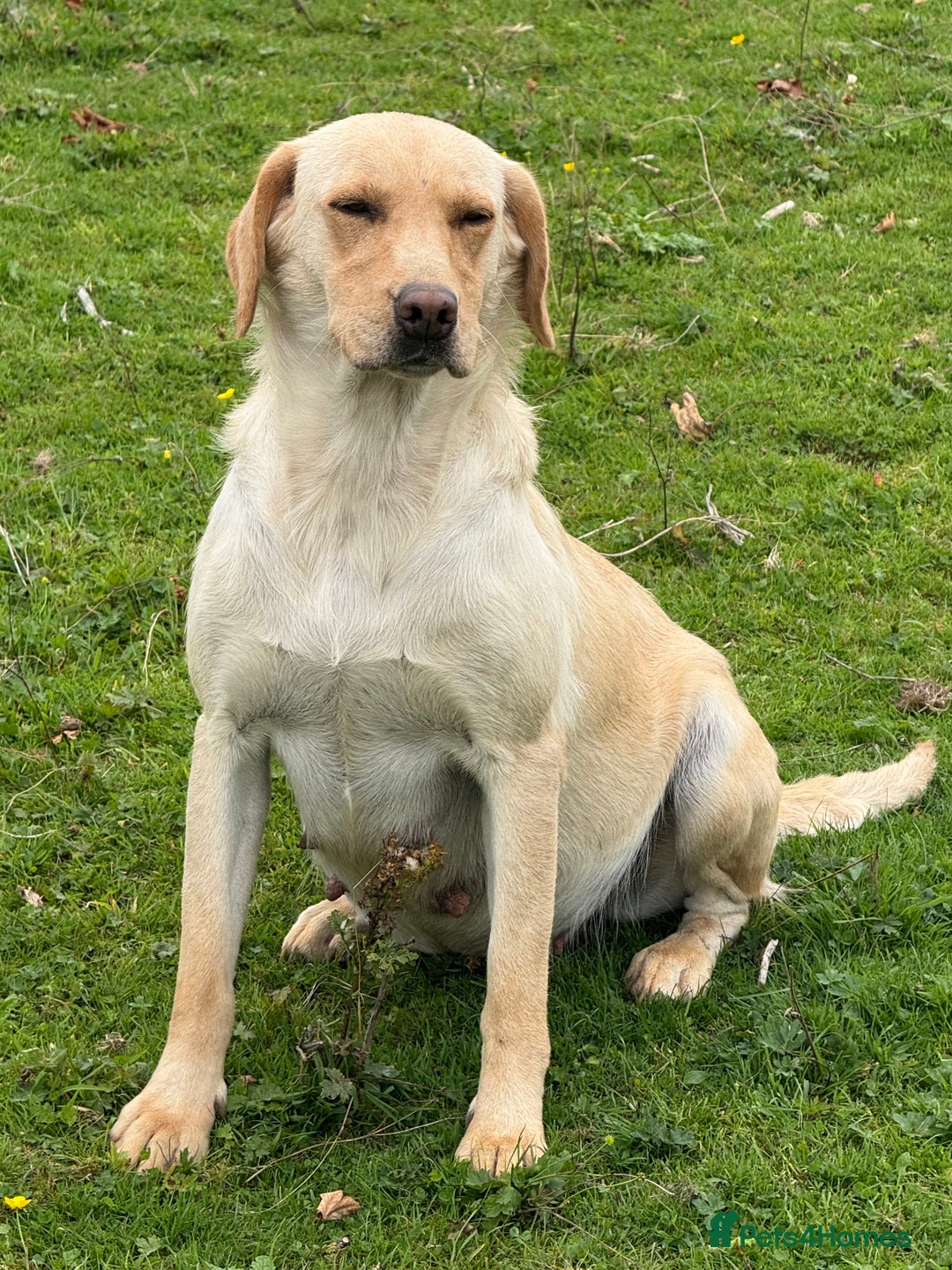 Labrador Retriever dogs for sale: Cream Adult Female Labrador  - Image 8