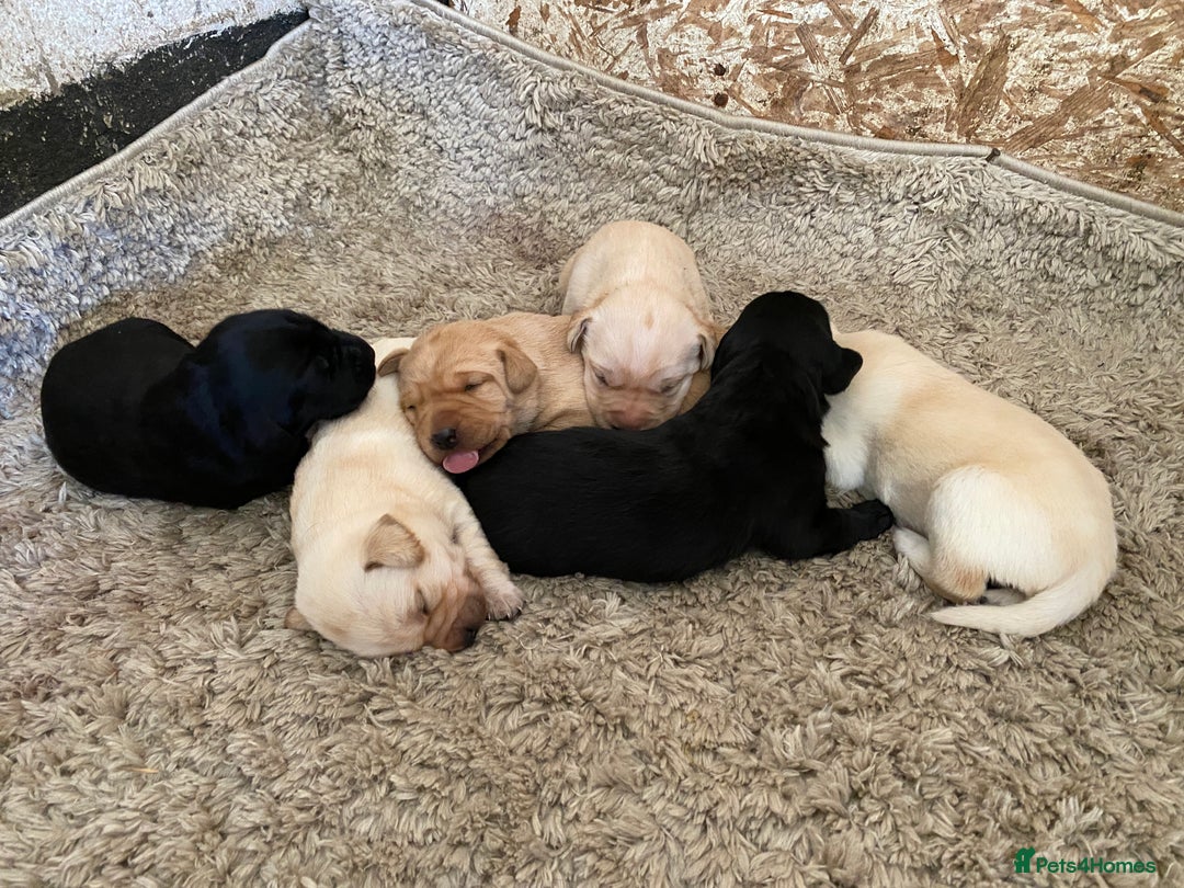 Labrador Retriever dogs for sale: Pedigree Labrador Puppies For Sale - Image 7