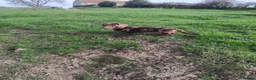 Miniature Dachshund dogs for sale: Miniature dashchund puppies  - Advert 4