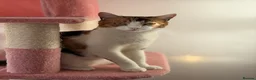 British Shorthair cats for sale: Beautiful Calico Female Cat Vaccinated  - Advert 12